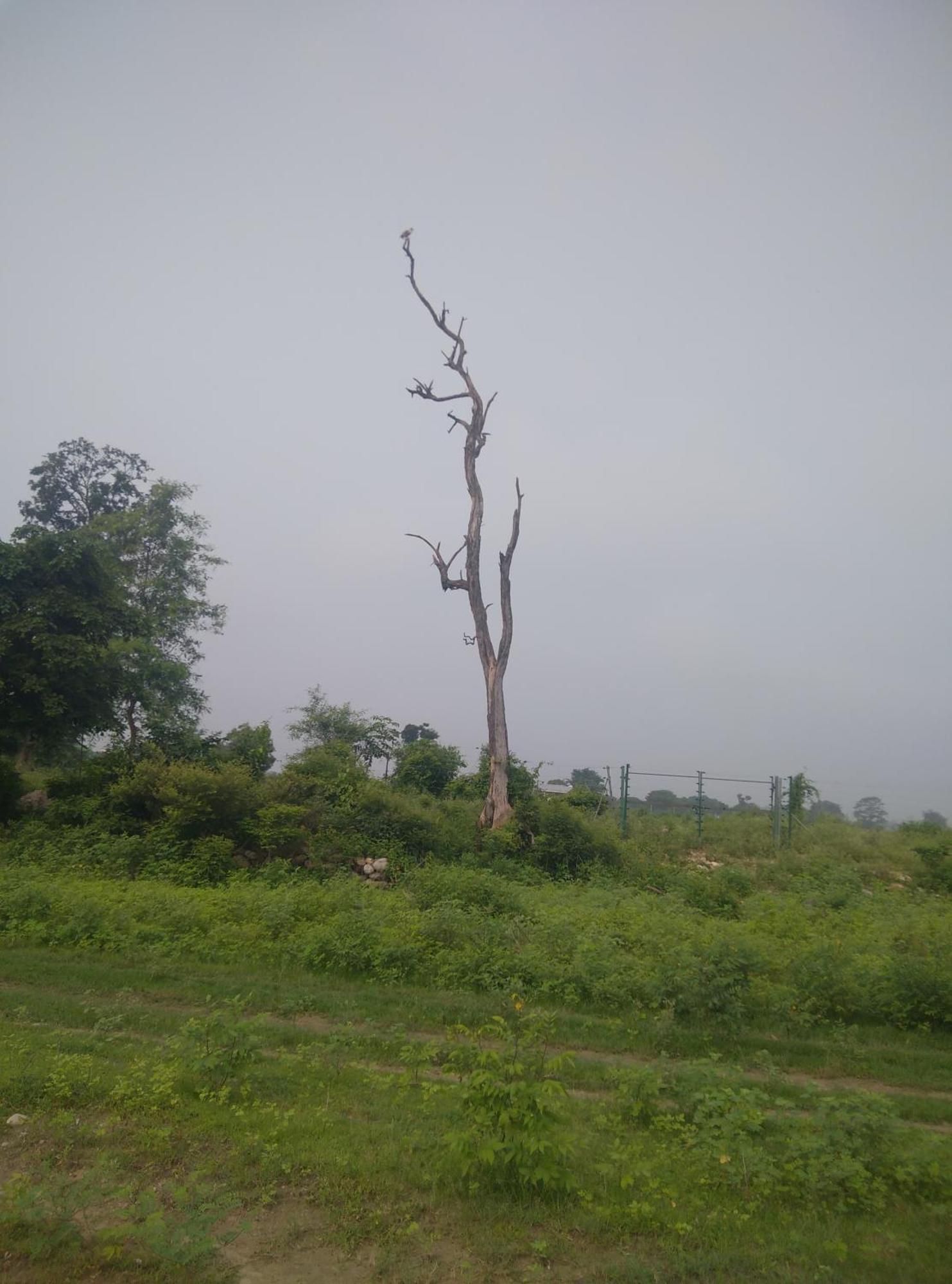 Corbett Bhavesh Home Stay Jhirna Rum bild